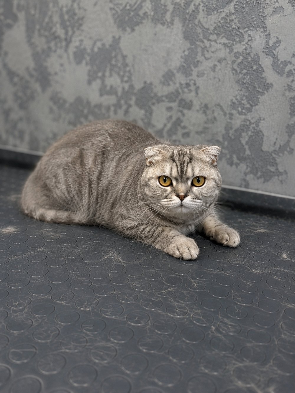 До груминга кошки